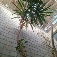 معاوضه گل بافنچ گلدین برزیلی ملنگو قناری و....