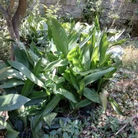برگ عبایی به تعداد محدود زمینی و گلدونی