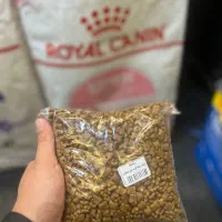 غذای خشک رویال کنین کیتن