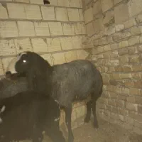 بره شال اصل منگله دار دوقلو زا