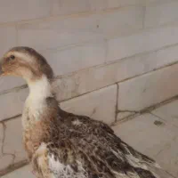 اردک