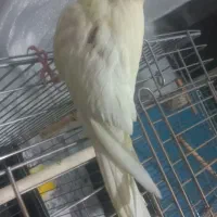 عروس هلندی ماده ( گم شده )