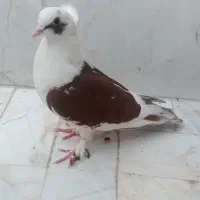کبوتر