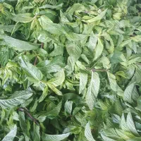 شوید نعتا و سبزی خورشتی بومی