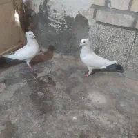 پرنده