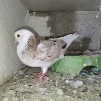 معاوضه کبوتر شازده هما با موتور پاکشتی