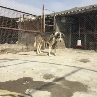 سگ عراقی سه ساله