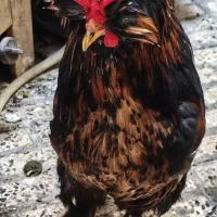 مرغ خروس نژاد دار