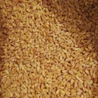 گندم|خوردنی و آشامیدنی|ممقان, |دیوار