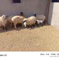 میش|حیوانات مزرعه|درمیان, |دیوار