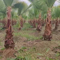 تولیدی گل و گیاه
