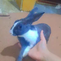خرگوش نر
