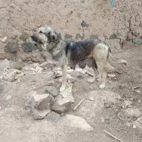 سگ دو ساله آرام ماده
