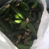 فروش خیار و لوبیا
