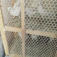 جفت کن 2 طبقه