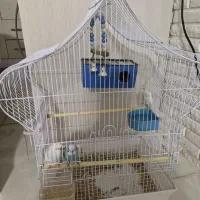 مرغ عشق(پرنده)