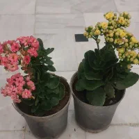 گل پاپیتال.نخل ماداگاسکار. آدنیوم.فردوس