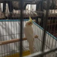 عروس هلندی
