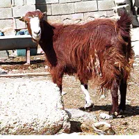 بز وکهره