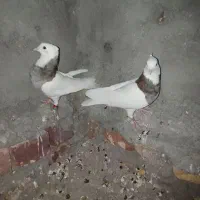 نروماده طوق هفت رنگ کاکل نقاشی