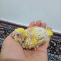 جوجه طوطی راهب سرلاکی رام دستی