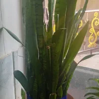 فروش گل ها