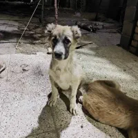 توله سگ سرابی خراسانی