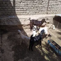 گوسفند