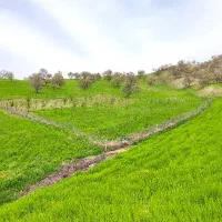 یک قطعه باغ بادام