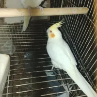 جوجه عروس هلندی