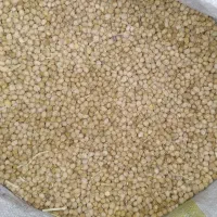نخود تازه