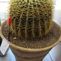 کاکتوس بزرگ ۱۷ ساله