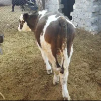 کود گاوی