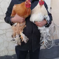 خروس برهما جوان