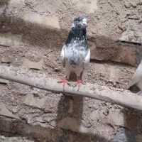 کبوتر رفته