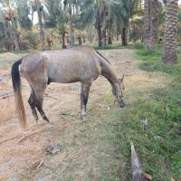 اسب|اسب و تجهیزات اسبسواری|منوجان, |دیوار
