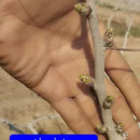 پسته|خدمات باغبانی و درختکاری|شهرآباد, |دیوار