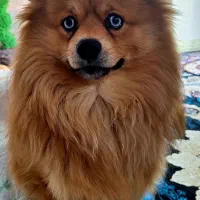 سگ پا کوتاه