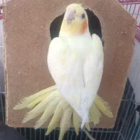عروس هلندی
