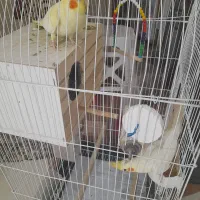 عروس هلندی|پرنده|رباطکریم, رباطکریم|دیوار