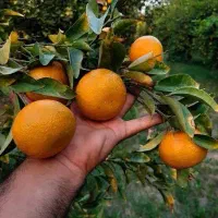 کودهای کشاورزی و صیفی‌جات کرمان (ارسال مستقیم)