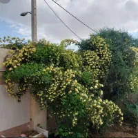 ویلا باغ وسوییت یک خوابه