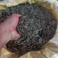 تخمه کانادایی خام