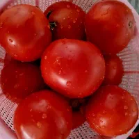 گوجه فروشی