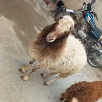 قوچ