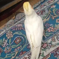 عروس پاریس دستی سخن گو