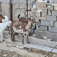 بز کهره دار خارجی