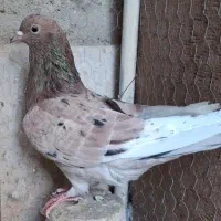 کفتر نر سرور و سفید و یک ماده