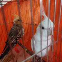 عروس هلندی