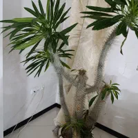 درختچه نخل ماداگاسکار